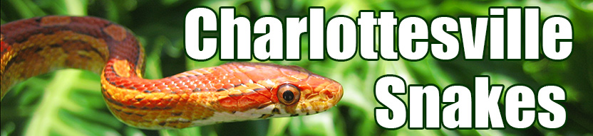 Charlottesville snake